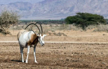 Çölde deve sürüsü vardır.