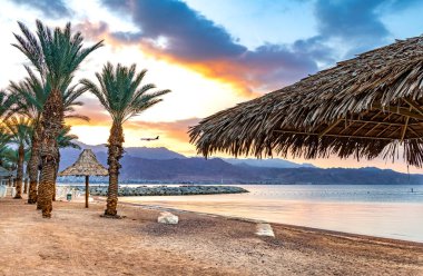Yaz tatilinde deniz ve kumlu plajlarda palmiye ağaçları, şemsiyeler... 