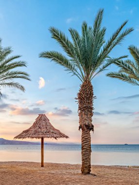 Yazlık tatil köyü, deniz ve kumlu sahil, palmiye ağaçları, şemsiye 