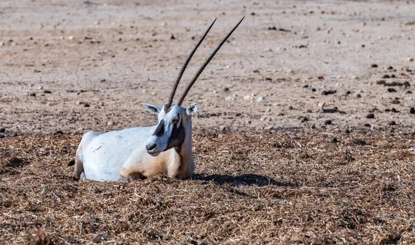 Een Jonge Oryx Woestijn — Stockfoto