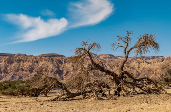Вид Мертву Пустелю Національному Парку — стокове фото