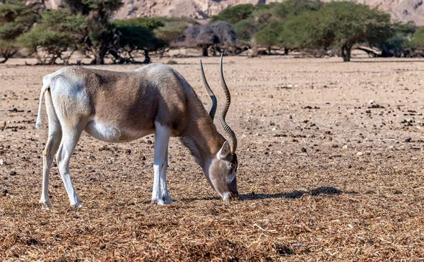 Grupp Unga Afrikanska Antiloper Öknen — Stockfoto
