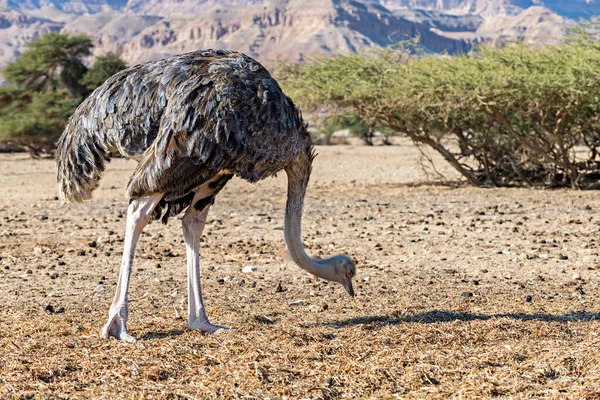 Struisvogel Woestijn — Stockfoto