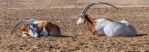 Duas Cabras Campo — Fotografia de Stock