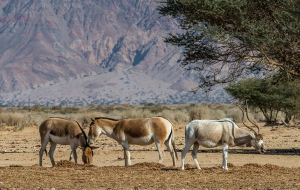 Dağlarda Atlar — Stok fotoğraf