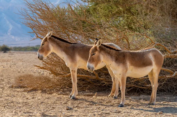 Çöldeki Bir Grup Genç Antilop — Stok fotoğraf