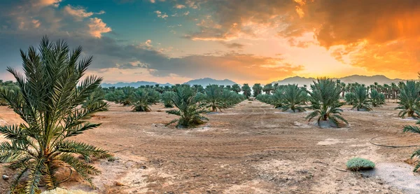 Посадка Финиковых Пальм Здорового Питания Стремительно Развивается Сельское Хозяйство Пустынных — стоковое фото