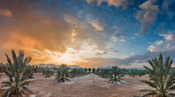 Hurma ağaçlarının sağlıklı besinler için ekilmesi Orta Doğu 'nun çöl bölgelerinde tarım endüstrisini hızla geliştiriyor.
