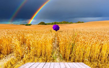 Buğday tarlası ve bulutlu kırsal alan