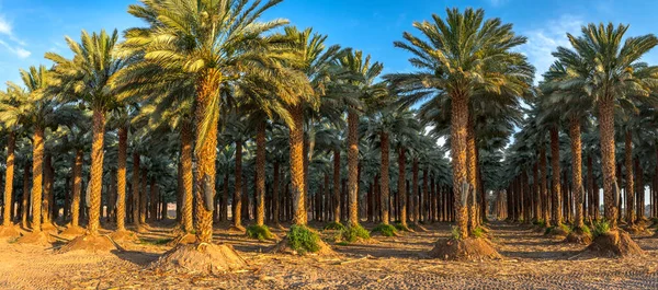 Hurma ağaçlarının sağlıklı besinler için ekilmesi Orta Doğu 'nun çöl bölgelerinde tarım endüstrisini hızla geliştiriyor.