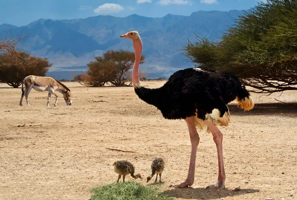 Struzzo Nel Deserto — Foto Stock