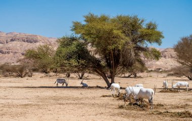 Kenya çölünde deve sürüsü