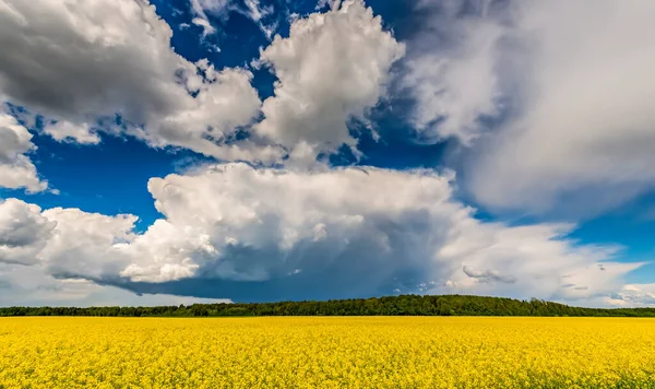 黄色のフィールドと雲の青い空 — ストック写真