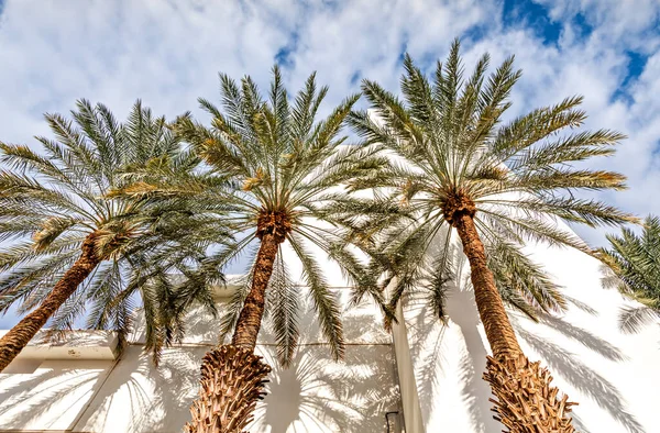 Palmetrær Stranden – stockfoto