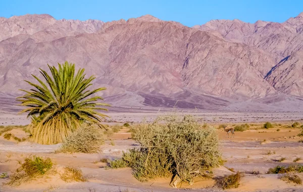 Песчаник Геологический Ландшафт Горами Скалами Пустынные Растения — стоковое фото