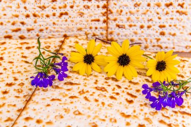 Arka plan olarak mayasız ekmek matzası, papatya sarısı ve mavi çiçek tomurcukları, bayram bayramında bayram bayramında bayram bayramları konsepti.