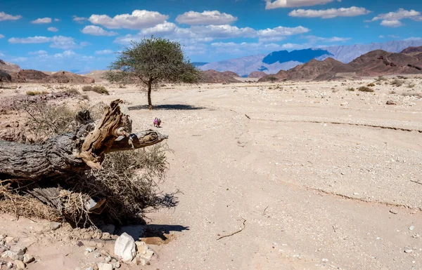 Пейзаж Песчаной Пустыней Одинокой Акации Дерево Загвоздки Деревьев Ближний Восток — стоковое фото