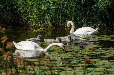 Dilsiz kuğu ailesi Avrupa 'da bir nehirde, gölette veya gölde yiyecek arıyor.
