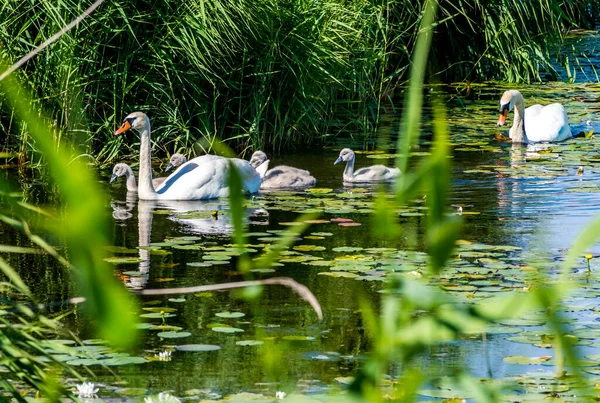 Familie Von Höckerschwänen Sucht Nahrung Einem Fluss Oder Teich Oder — Stockfoto