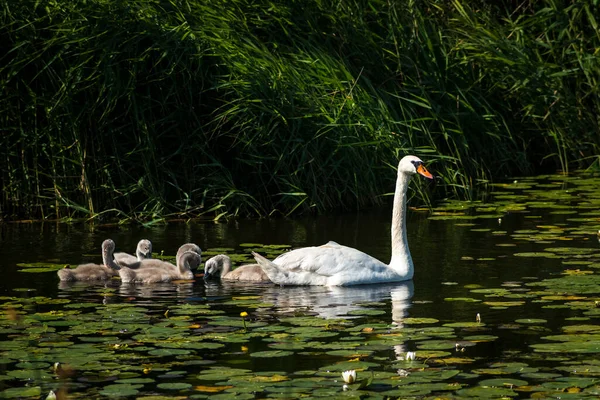 Семья Немого Лебедя Ищет Пищу Реке Пруду Озере Европа — стоковое фото