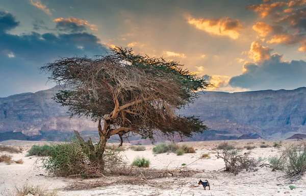 Одинокое Дерево Пустыне Ближнего Востока Рассвете — стоковое фото