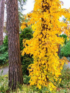 Avrupa parkında sonbahar