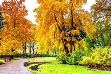 Sonbahar mevsimi, sonbahar sarı yapraklar, yollar ve banklar 