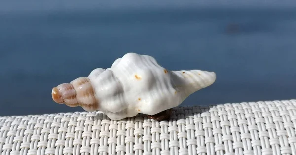 红海海滩上的白色贝壳 — 图库照片