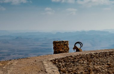 İsrail, Negev 'in taştan çölünde vahşi keçi (Carpa aegagrus) 