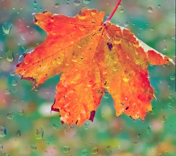 Feuille Érable Automnale Sur Verre Fenêtre Avec Gouttes Pluie — Photo