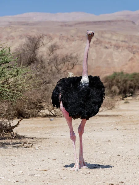 Homme Autruche Afrique Struthio Camelus Dans Réserve Naturelle Moyen Orient — Photo