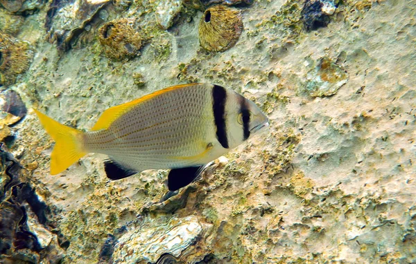 Brème Double Barre Nom Scientifique Est Acanthopagrus Bifasciatus Est Poisson — Photo