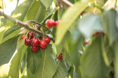 Bahçedeki bir ağaçtaki lezzetli organik biyo-kirazlara yakın çekim. Ev yapımı meyveler. Daha iyi bir zaman. Sağlıklı beslenme