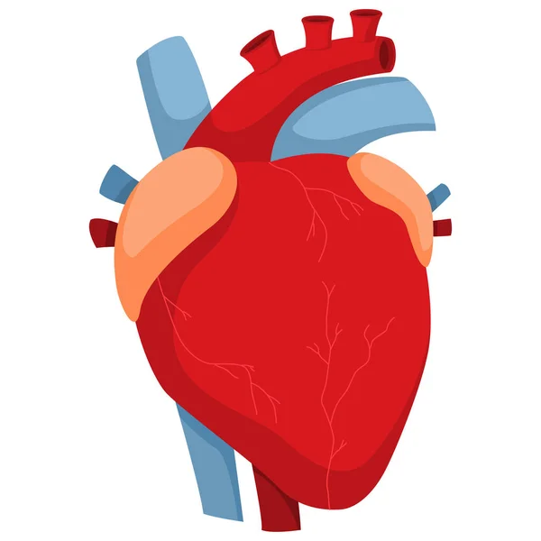 Corazón Humano Con Arterias Válvulas Dibujos Animados Vectoriales Ilustración Anatomía — Vector de stock