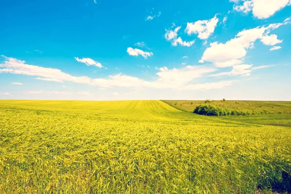 Beautiful magical landscape with stripes in the field of wheat against the background of cloudy sky (abundance, riches, farming, harvest - concept)