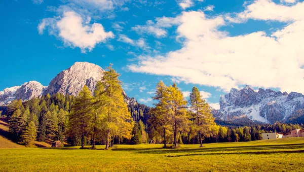 晴れた日にドロミテの山々 の背景に黄色のカラマツと魔法の秋の風景 南チロル アルプス イタリアのドロミテ 穏やかな 抗ストレス リラクゼーション コンセプト — ストック写真