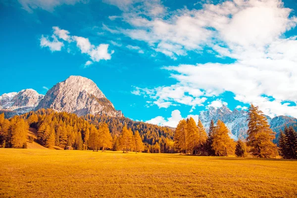Güneşli bir günde Dolomites dağlarda bir arka plan üzerinde sarı Karaçam, büyülü sonbahar yatay. Dolomites South Tyrol, Alpler, İtalya. (Meditasyon, dinlenme, sakin, anti-stres, rahatlama - kavram)