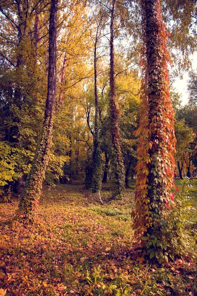 Mistyczne Jesień Krajobraz Kolorowych Liści Dzikich Winogron Pniach Drzew Lesie — Zdjęcie stockowe