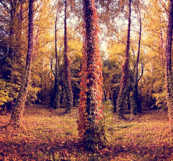 Paisagem Mística Outono Com Folhas Coloridas Uvas Selvagens Troncos Árvores — Fotografia de Stock
