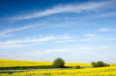 bush-topları bir tecavüz alanın ortasında, büyüleyici büyülü güzel yaz yatay