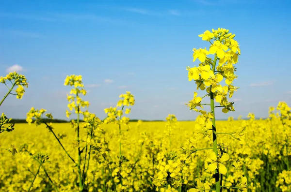 Paisagem Encantadora Primavera Com Estupro Amarelo Contra Fundo Céu Azul — Fotografia de Stock