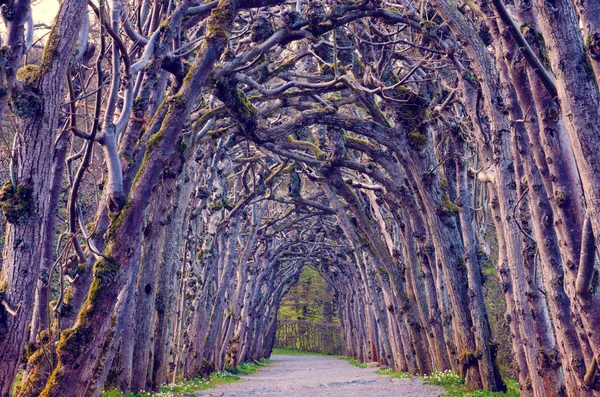 Magical Creepy Landscape Mystical Alley Arch Trees Halloween October Concept — Stock Photo, Image
