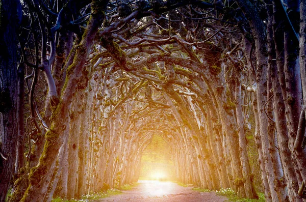 Paesaggio Magico Raccapricciante Con Arco Mistico Con Alberi Luce Alla — Foto Stock