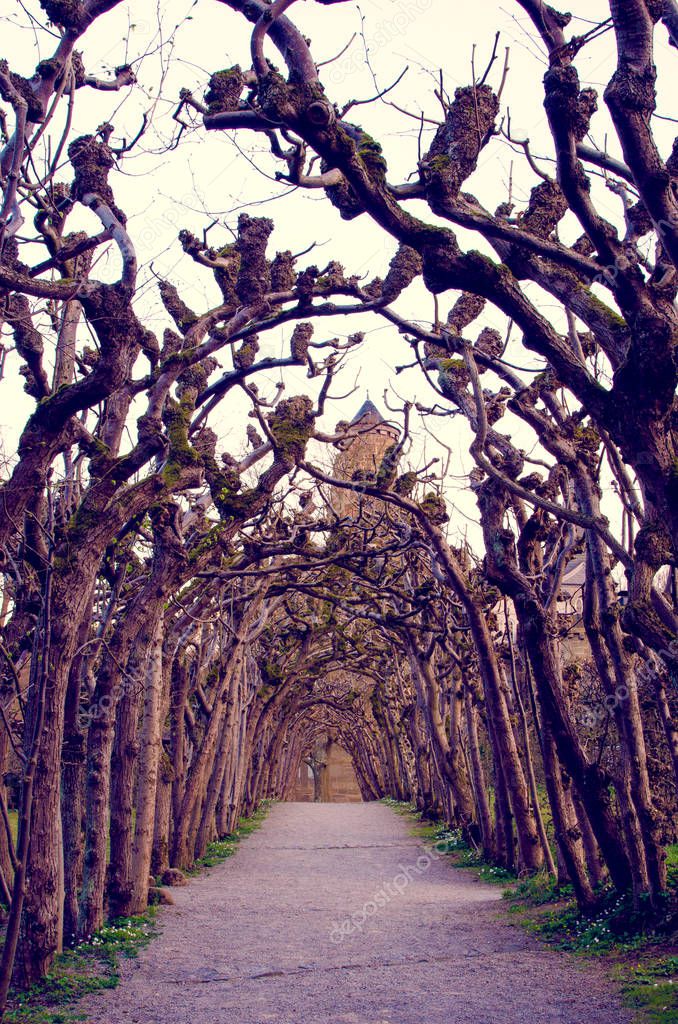 magical creepy landscape with a mystical arc of trees and a tower at the end of the tunnel (the goal, the Halloween concept)