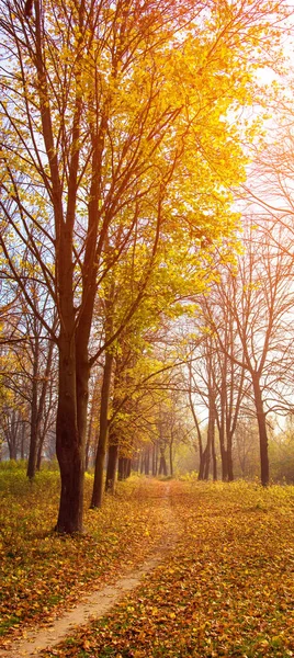 Beautiful Autumn Landscape Path Forest Maple Trees Dawn — Stock Photo, Image