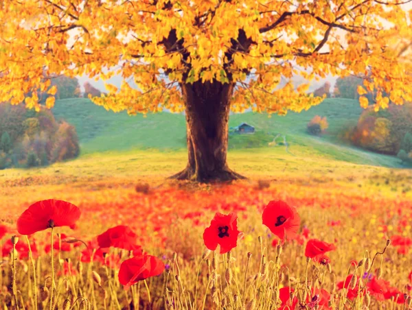 Beautiful autumn landscape with a lonely tree and poppies (meditation, harmony, anti-stress, prosperity - concept)