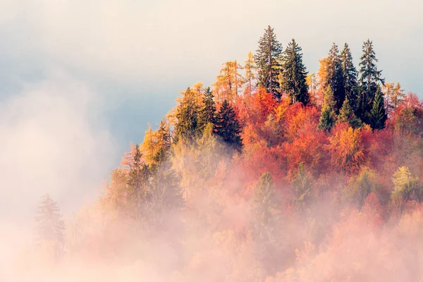 Hermoso Paisaje Brillante Colorido Con Árboles Otoño Los Alpes Niebla — Foto de Stock