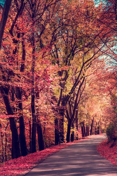 Mystic Charming Enchanting Landscape Road Autumn Forest Fallen Red Leaves — Stock Photo, Image