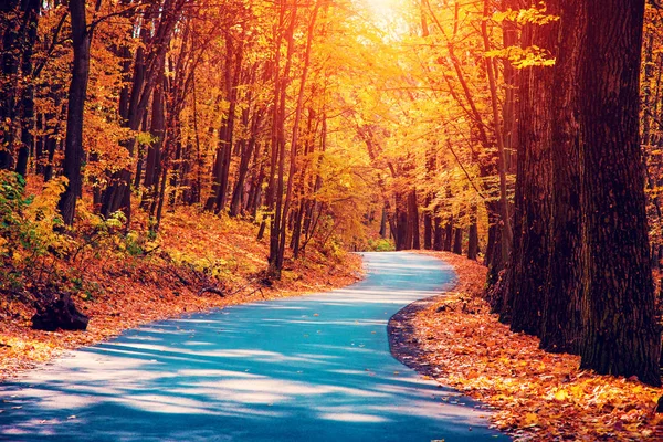Mystic Charming Enchanting Landscape Road Autumn Forest Fallen Leaves Sidewalk — Stock Photo, Image