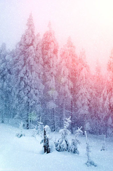 Bela Paisagem Inverno Com Abetos Cobertos Neve Nevoeiro Cárpatos Ucrânia — Fotografia de Stock